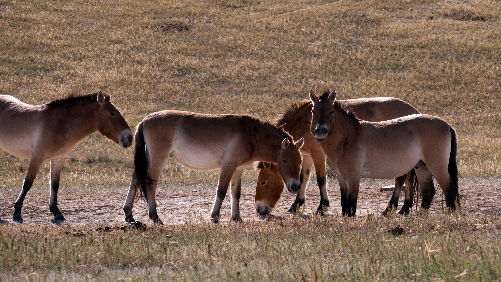 The Evolution of the Horse – How the Horse Developed and Shaped Human History