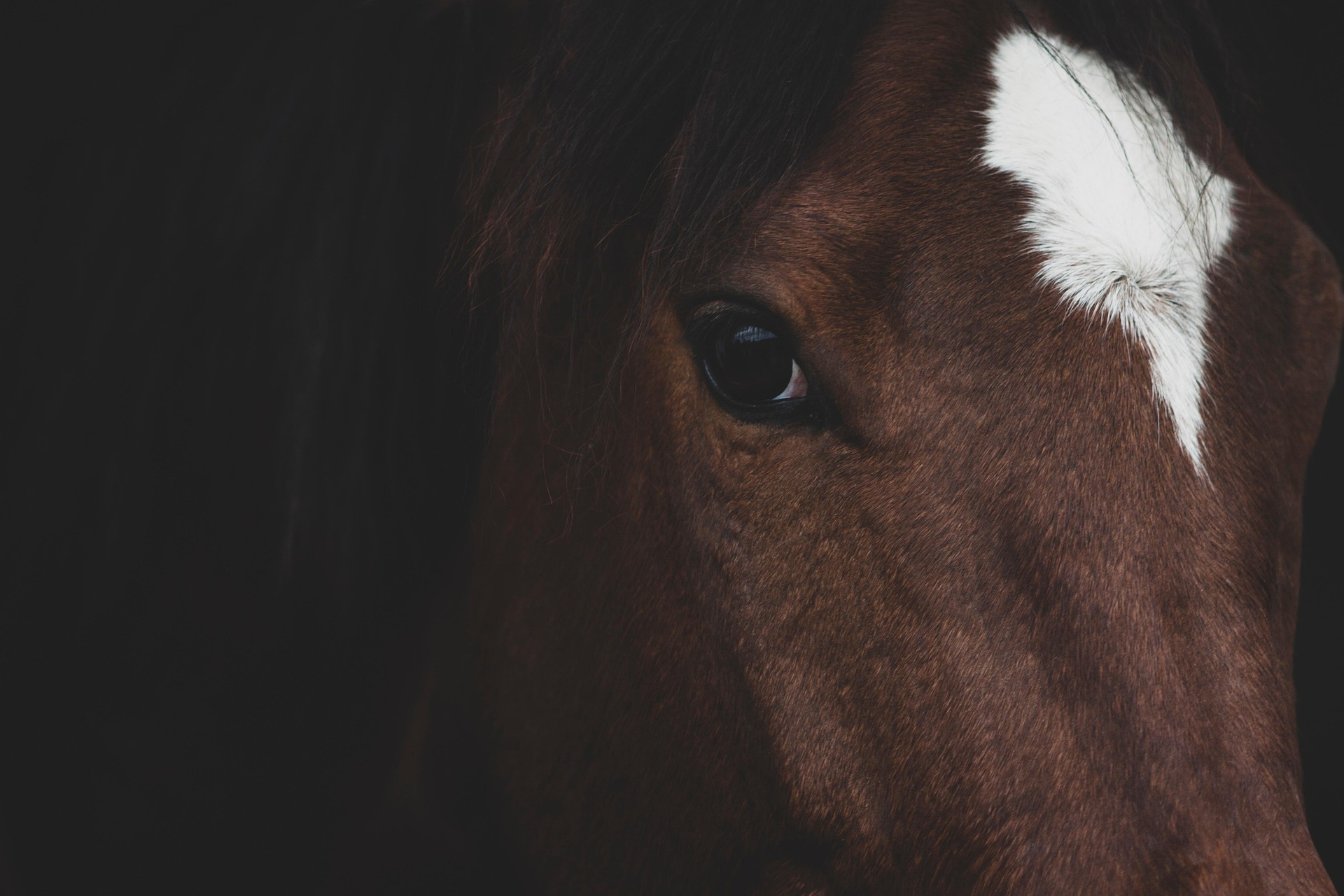 What Is a Horse, Actually? – 5 Important Definitions