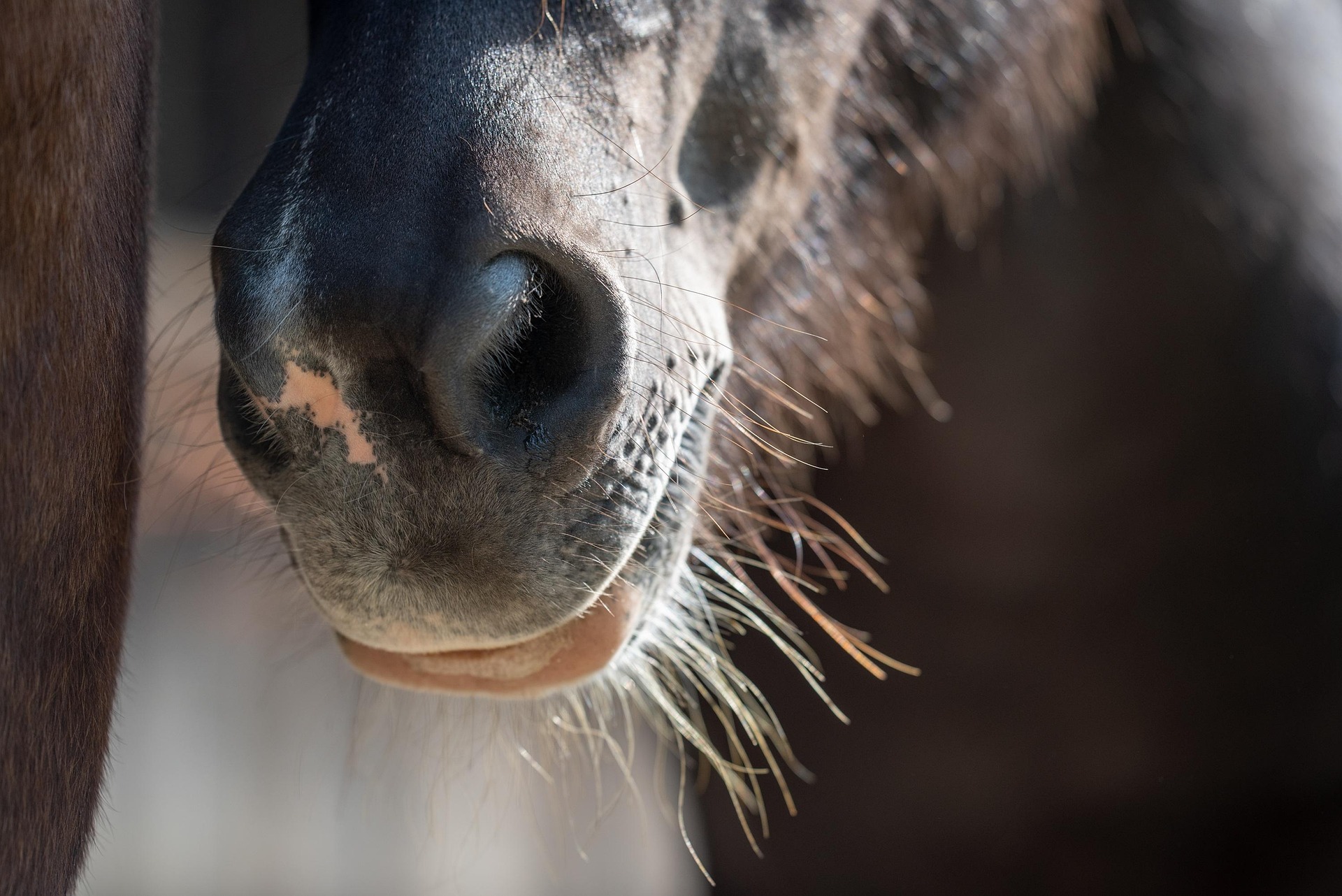 The 7 Senses of the Horse – How Horses Perceive Their World